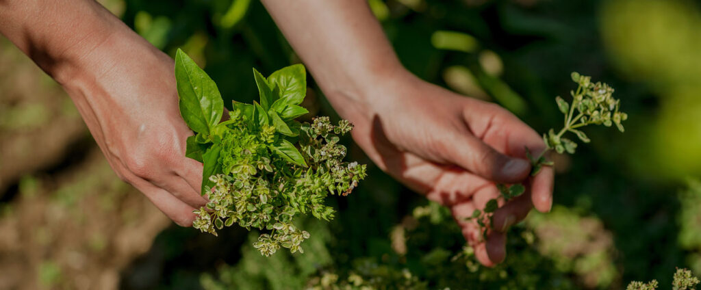 hand picking Ayurvedic herbs
